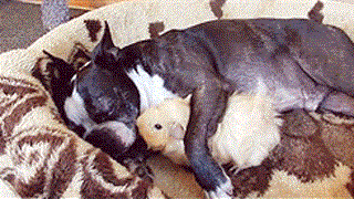 câlin chien boxer et cobaye