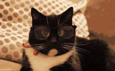 chat qui porte des lunettes