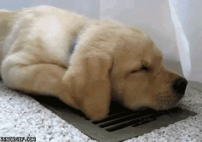 Chien et la ventilation