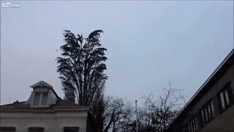 nuage d'oiseaux
