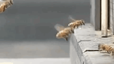 abeille collision