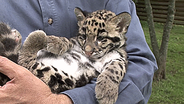 Adorable bébé léopard