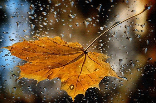 Automne feuille morte et pluie