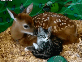 Biche et le chat