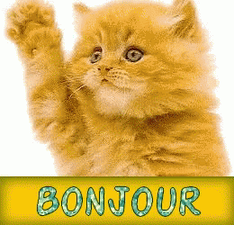 bonjour minou