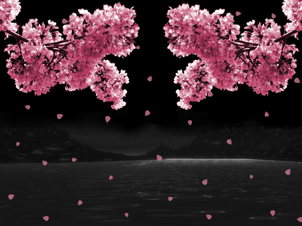 Cerisier du Japon pluie de pétales