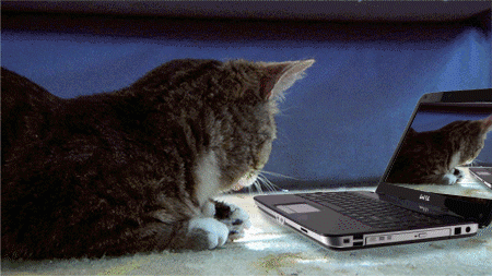 chat délire ordinateur