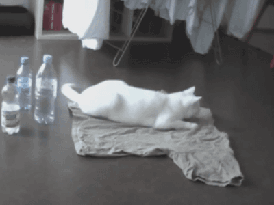 chat effrayé par lui-même