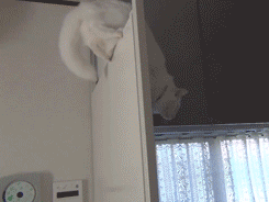 chat en équilibre sur la porte