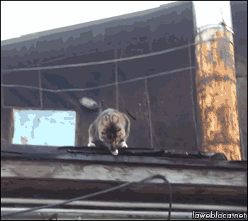 Chat escalade omg - image animée GIF