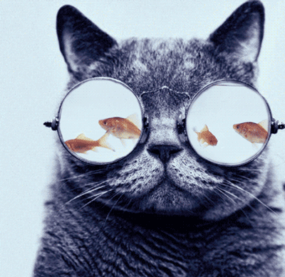 chat et ses lunettes aquarium