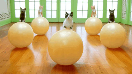 chats gym ballon