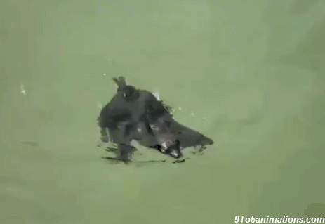 Chauve-souris nage