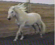 Cheval Blanc Image Animee Gif Cheval Blanc Image Animee Gif