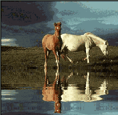 Chevaux reflet