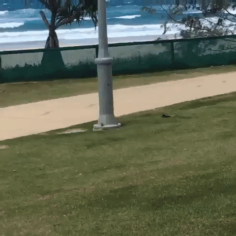 chien emporté par le vent