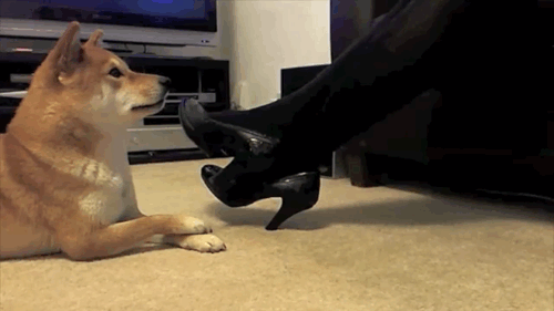 chien mimétisme