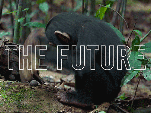 Chimpanzé the future