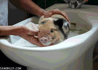 cochonnet bain