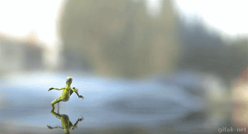 Lezard Qui Court Sur L Eau Lézard court sur l'eau - image animée GIF