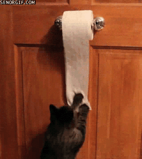 minou et le papier de toilettes