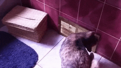 minou surprise