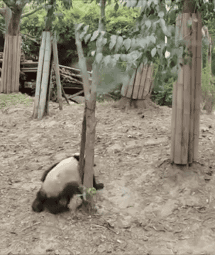 Panda gamelle omg