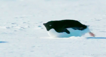 penguin glisse
