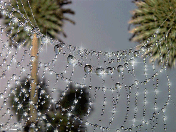 Perles De Rosée