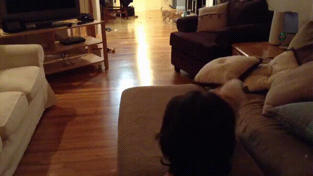 petit chien saute sur le canapé ou pas