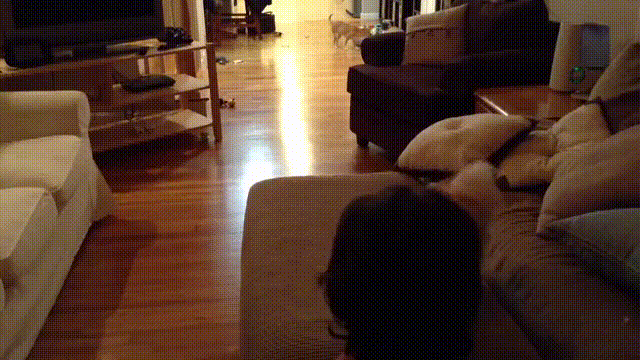 Petit chien saute sur le canapé ou pas