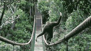 pont de singe