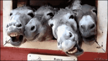 Quatre ânes marrrants