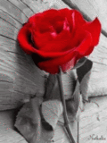Rose qui se transforme en coeur
