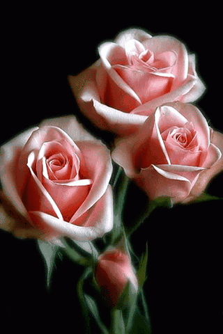 Roses