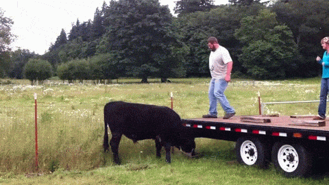 sauter sur une vache comme un cow-boy