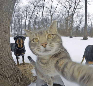 selfie minou