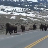 Troupeau de bisons sur la route