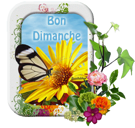 bon dimanche papillon