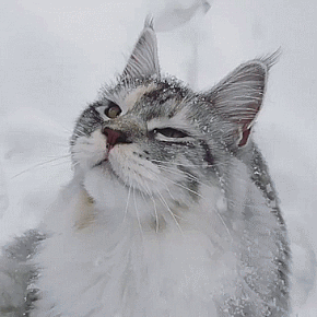 Chat et la neige