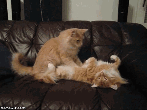 Chat massage