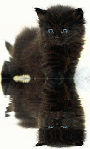 Chaton noir reflet