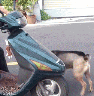 Chien scooter
