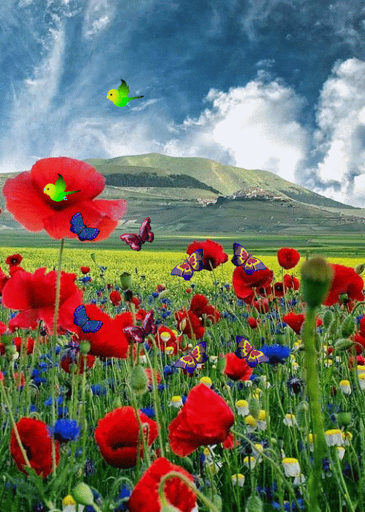 Coquelicot et papillon