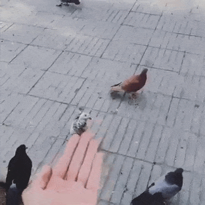 Doigt d'honneur pigeon