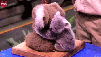 Koala et la peluche