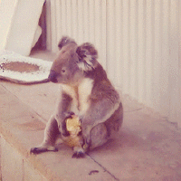Koala mange un fruit
