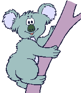 Koala sourire