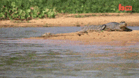Léopard attaque crocodile