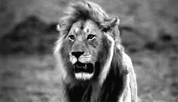 Lion noir et blanc